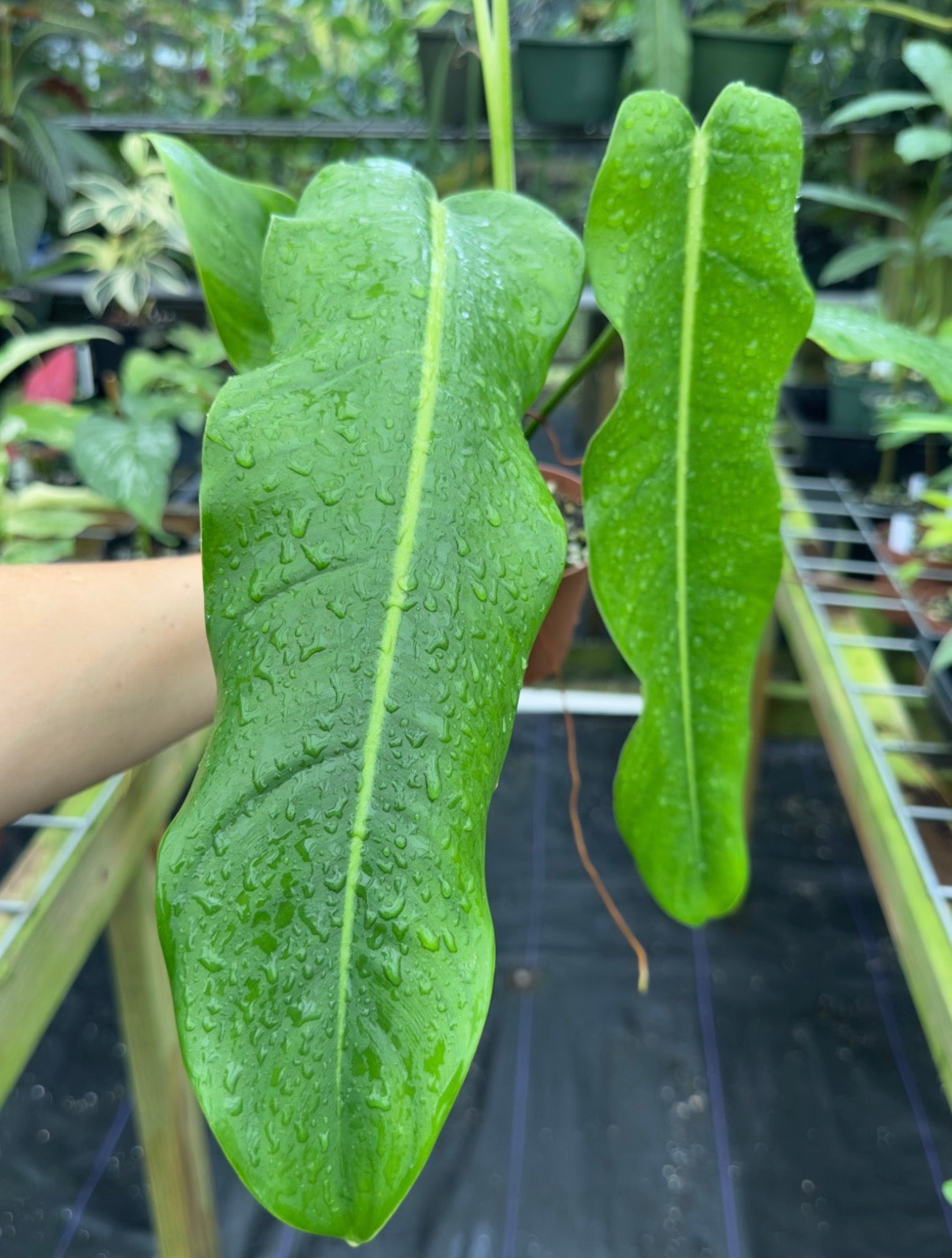 philodendron spec. costa rica Philodendron sp. Costa Rica – Top Notch Tropical