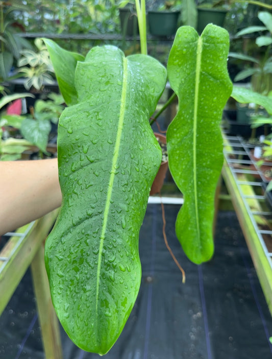 Philodendron sp. Costa Rica