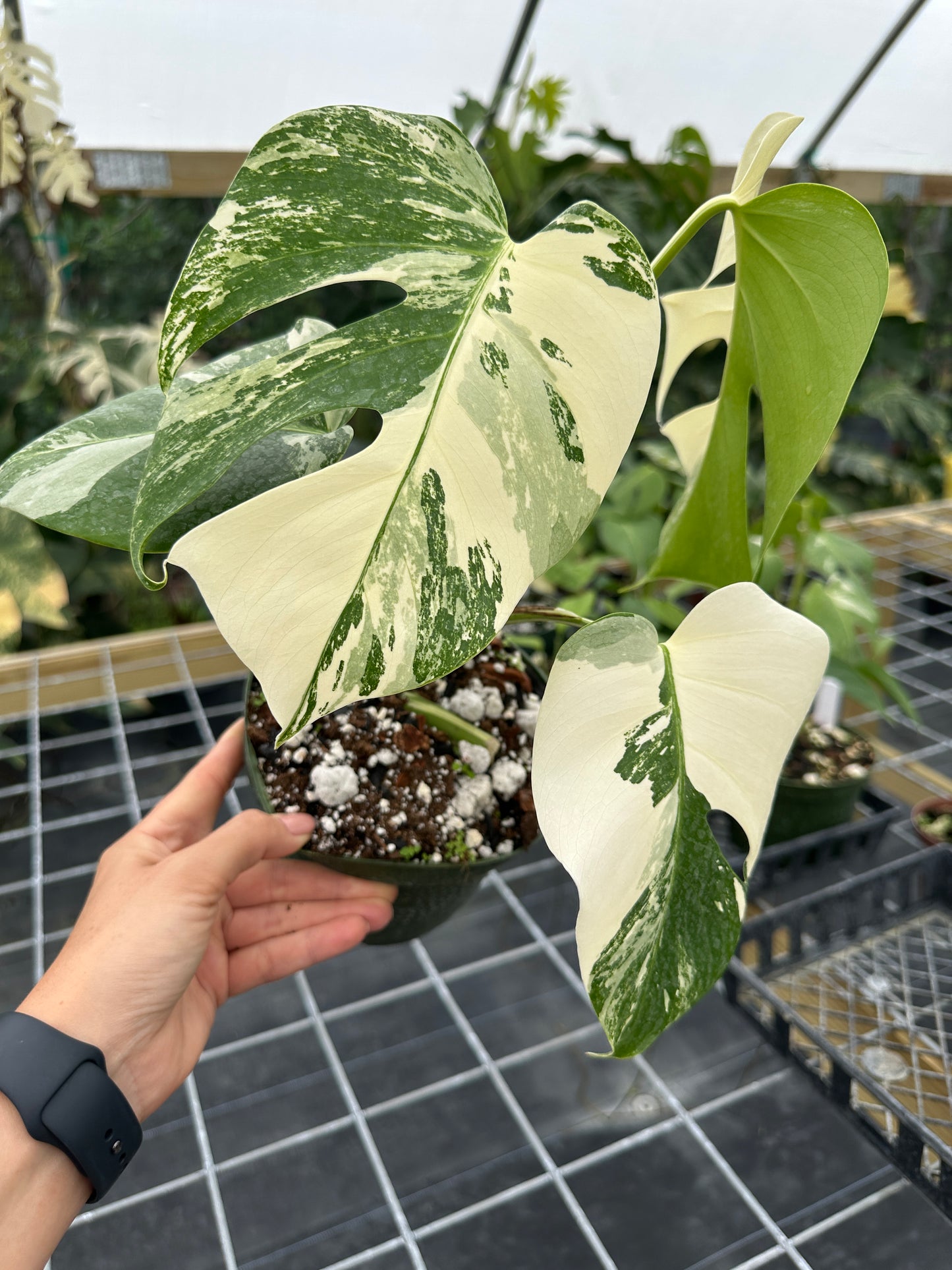 Monstera Albo Variegated EXACT PLANT 6” pot