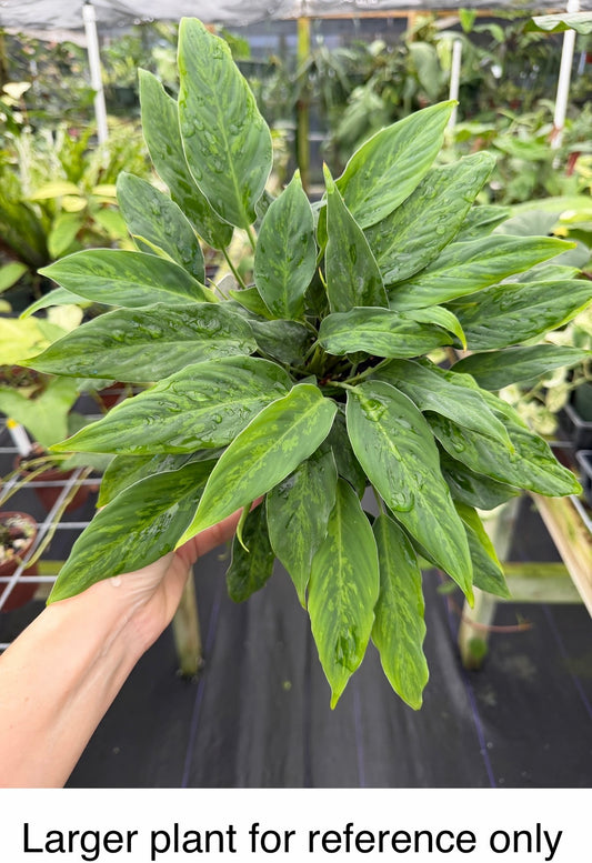 Ooia altar, Rare Aroid