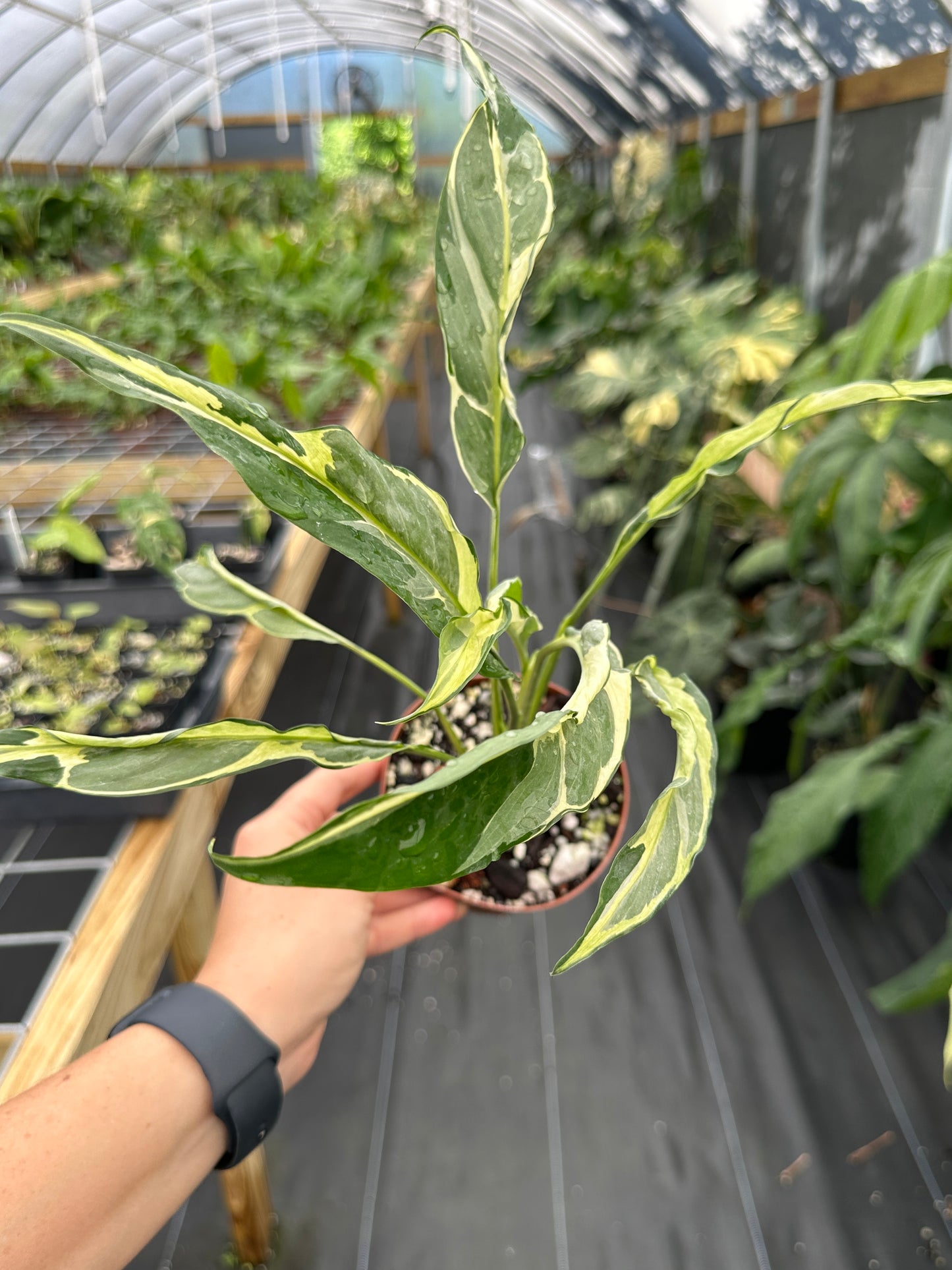Spathiphyllum mutation aurea Peace Lily, Rare