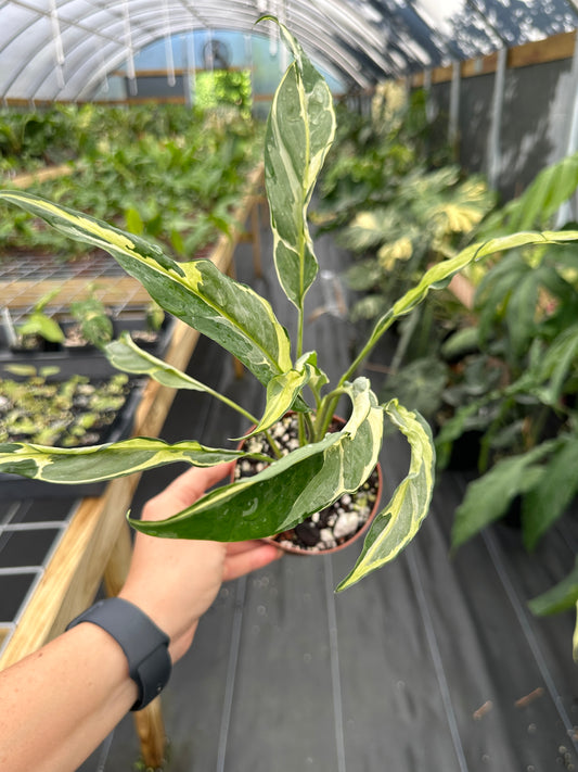 Spathiphyllum mutation aurea Peace Lily, Rare
