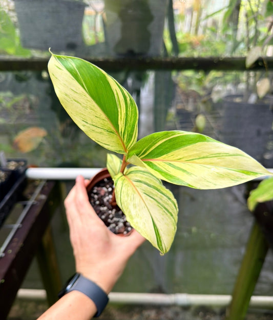 Riedelia sp. Variegated Red Stem Ginger Plant, Rare