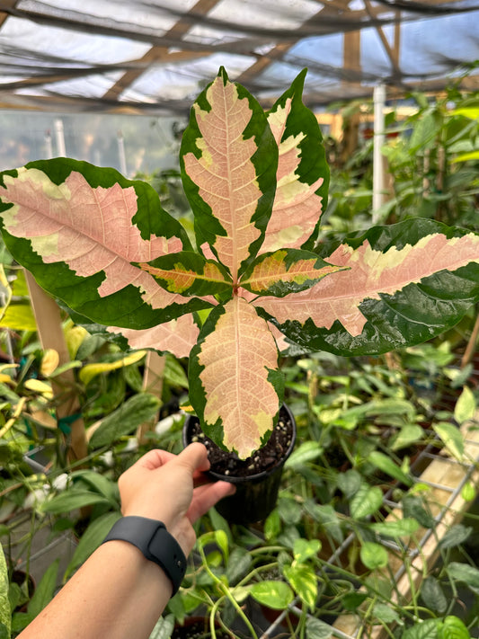 Graptophyllum Pictum, Jamaican Croton