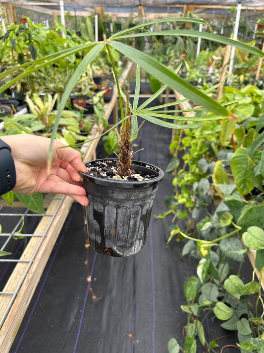Coccothrinax Crinita, Old Man Palm