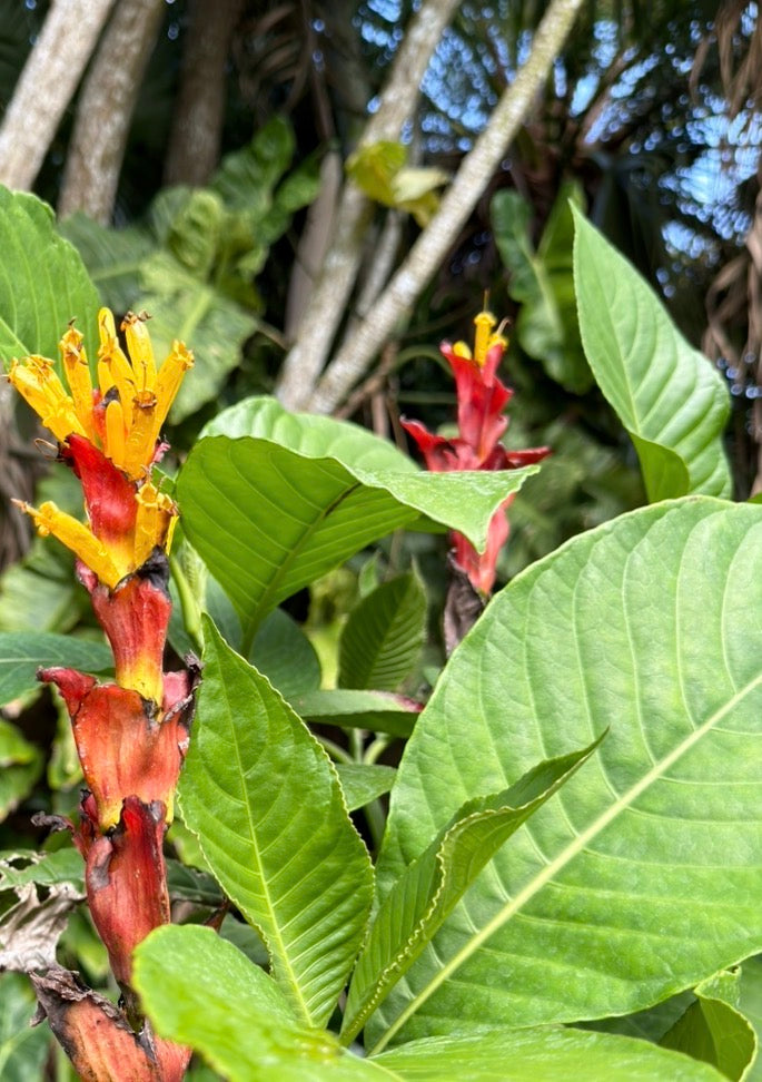 Sanchezia munita