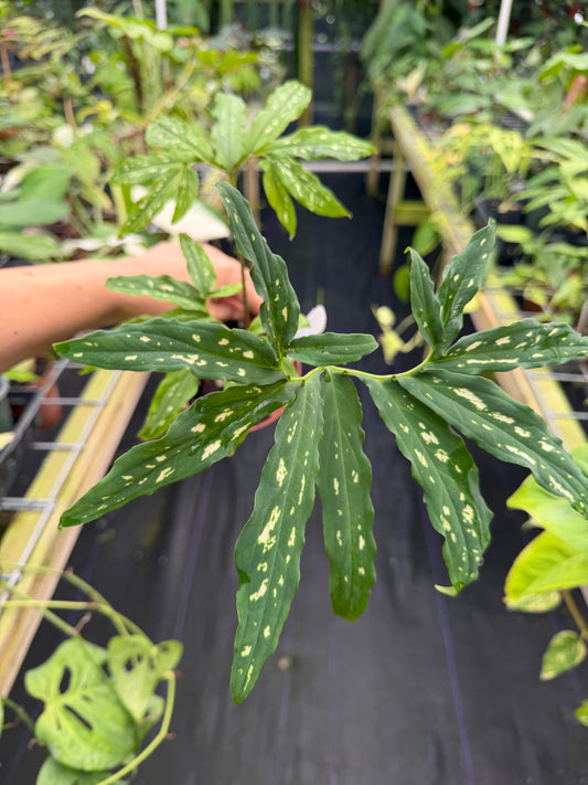 Chlorospatha kolbii RARE