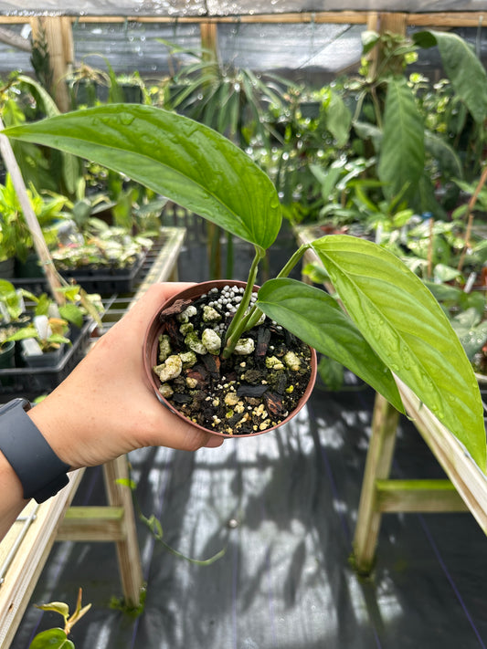 Monstera aff. obliqua "Filamentous" Rare