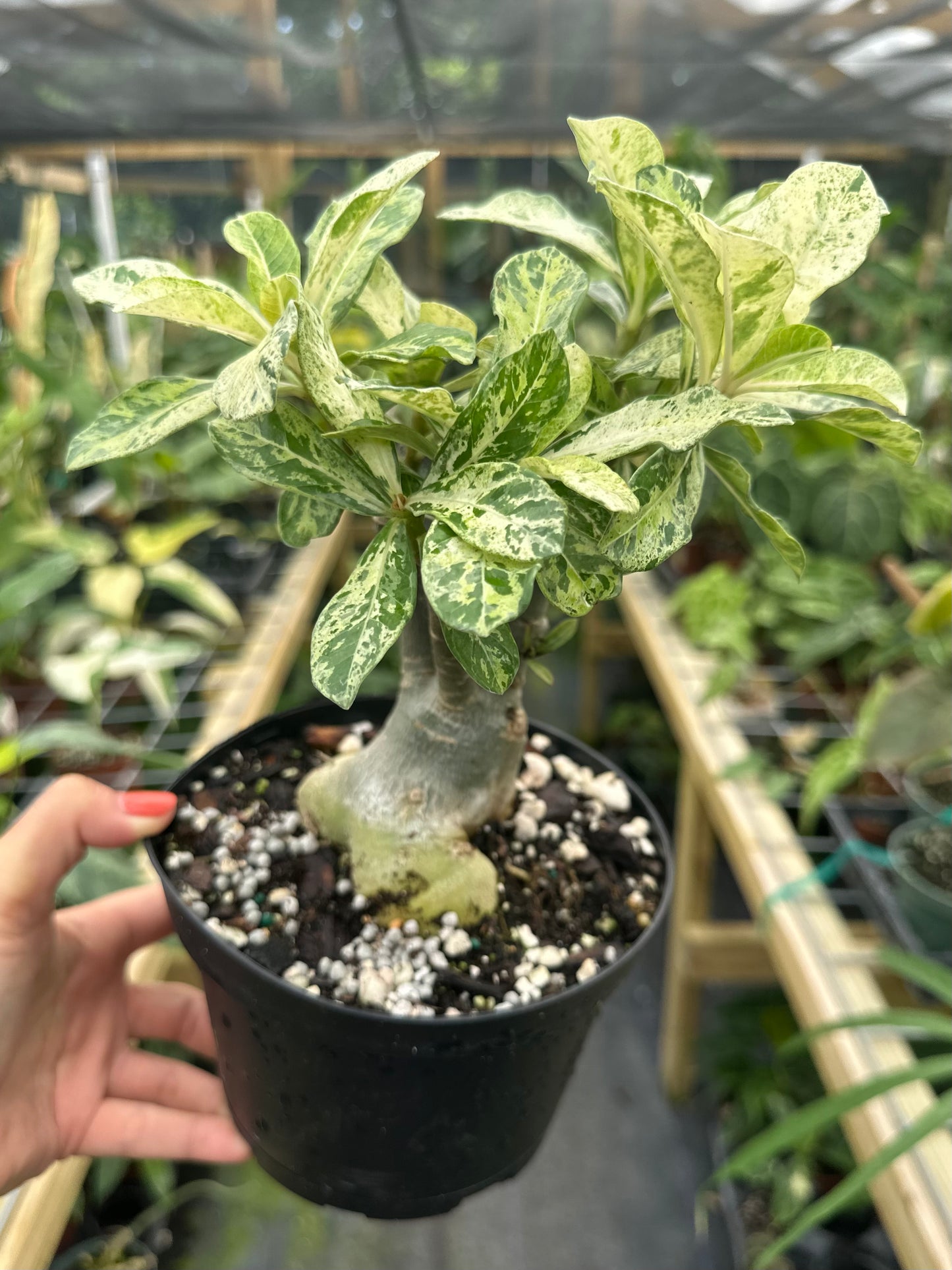 Rare Variegated Adenium Desert Rose (Grafted, Pink flower)
