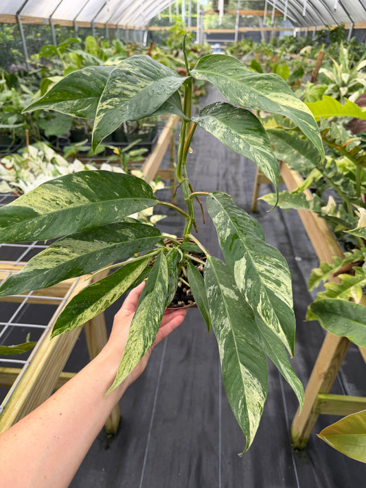 Rhaphidophora megasperma variegated