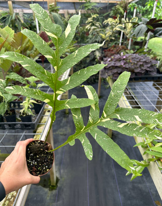 Drynaria quercifolia variegated, Oak Leaf Fern Variegated