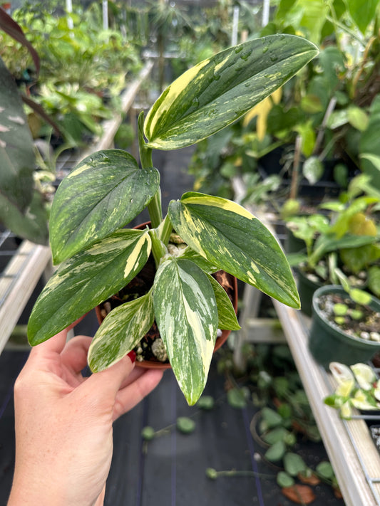 Monstera Standleyana Aurea Variegated