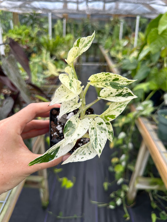 Epipremnum aureum 'Fanfare' (Teruno Pothos Series)