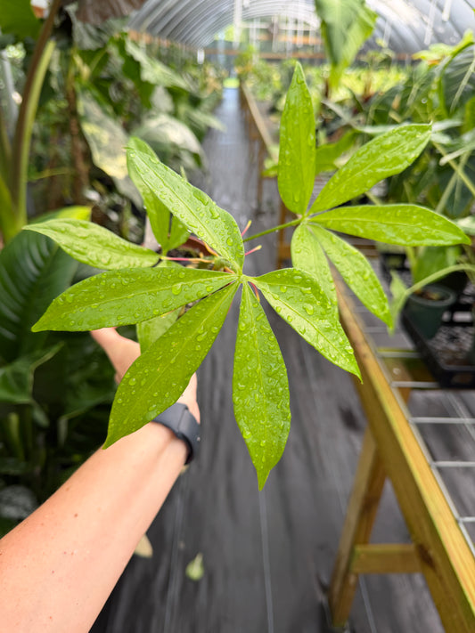 Anthurium pentaphyllum