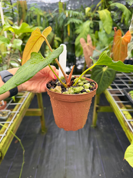 Anthurium 'Leland Miyano' (Ree Gardens) x 'Delta Dawn' (Red Gardens) EXACT PLANT