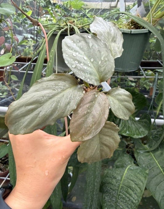Homalomena humilis Silver Compact Form