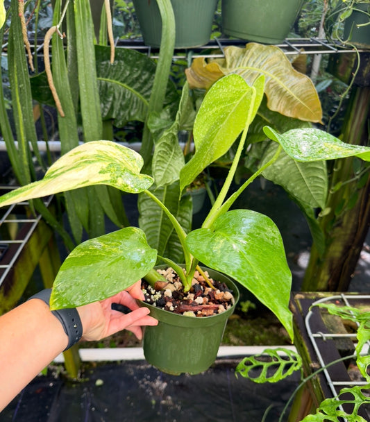 Monstera Aurea Variegated