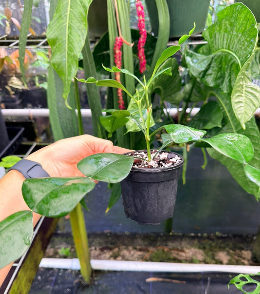 Phyllarthron cauliflorum , Ultra Rare