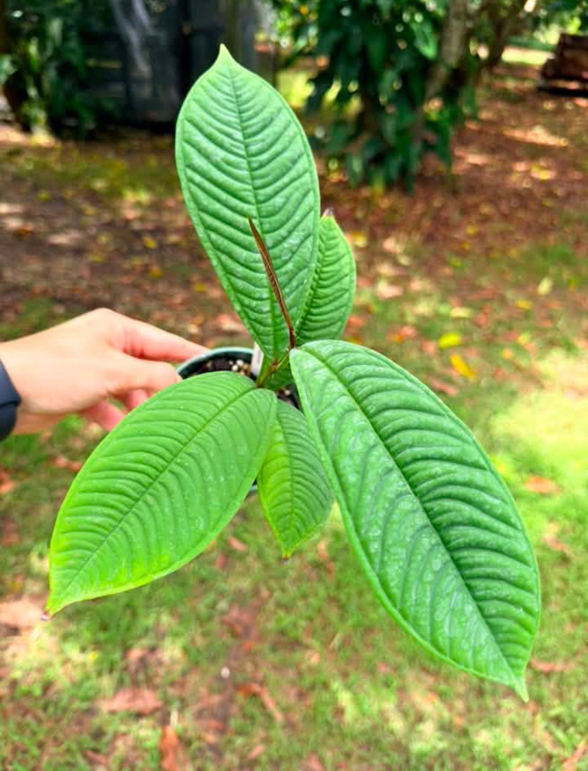 Syzygium jiewhoei, Rare