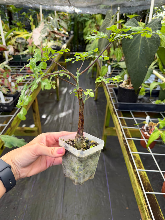 Adenia perrieri Ultra Rare Succulent