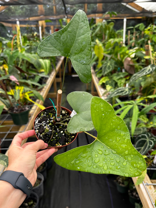 Ultra Rare Anthurium Berriozabalense