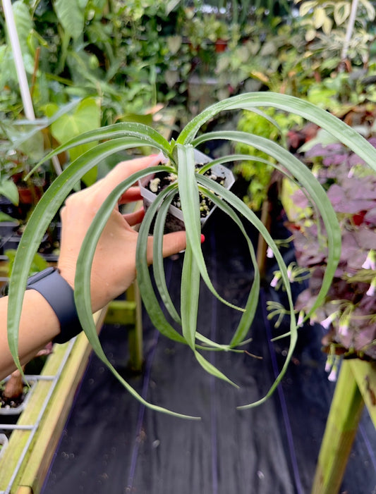 Freycinetia sp. Silver Fairchild