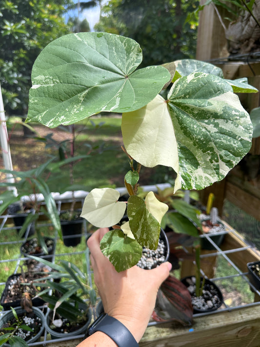 Variegated Mahoe (Talipariti tiliaceum, Variegated Hibiscus)