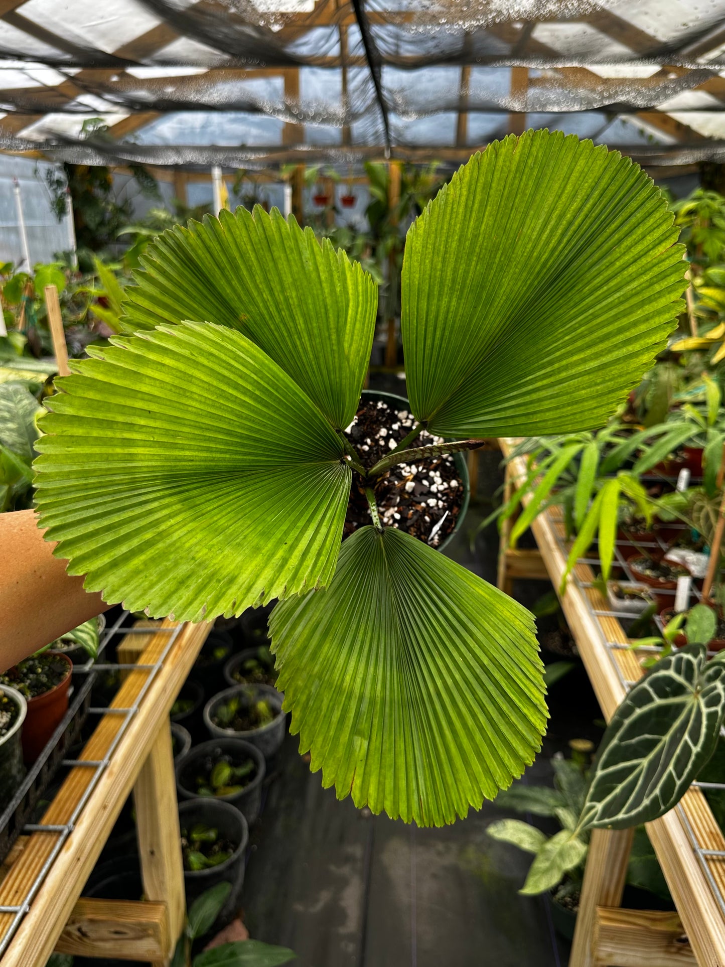 Licuala orbicularis Large