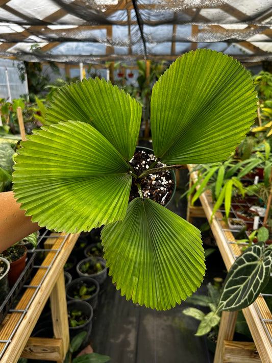 Licuala orbicularis Large