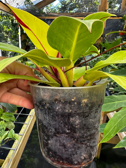 Philodendron Red Moon