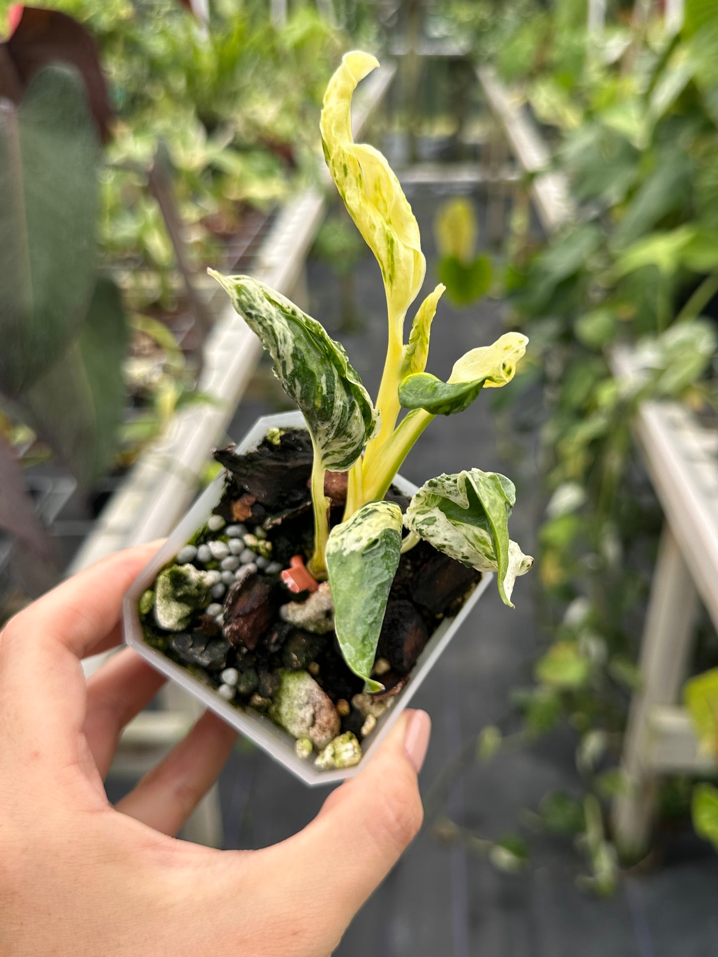 Epipremnum aureum 'Love Song' (Teruno Pothos Series) EXACT PLANT