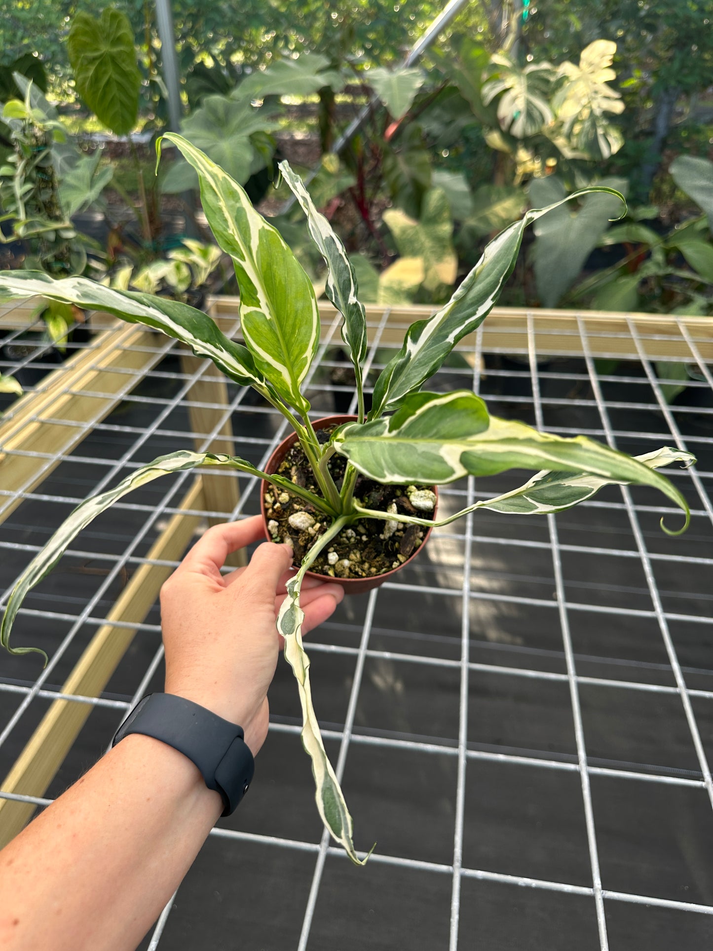 Rare Spathiphyllum mutation aurea Peace Lily