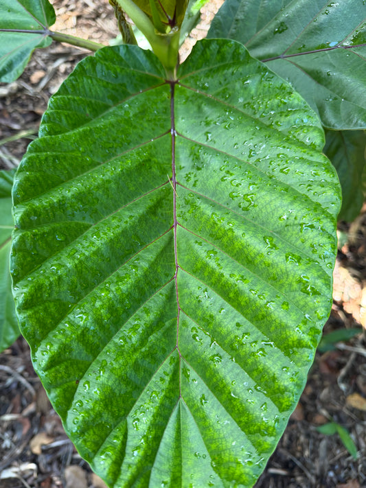 Ficus dammaropsis, Rare