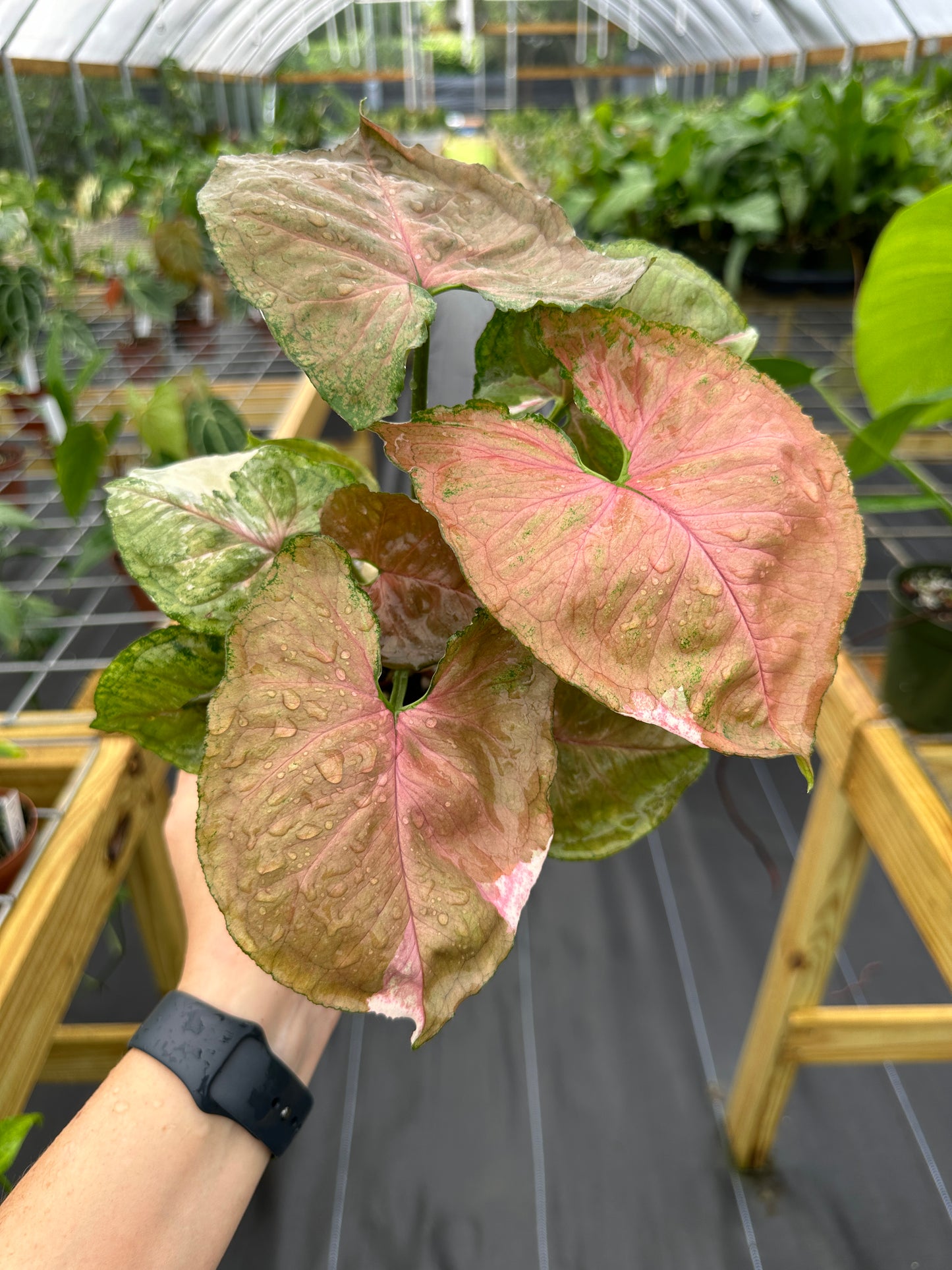 Syngonium podophyllum "Strawberry Ice" variegated