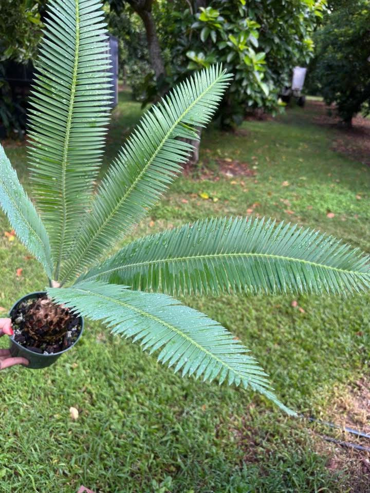 Dioon edule XL – Top Notch Tropical