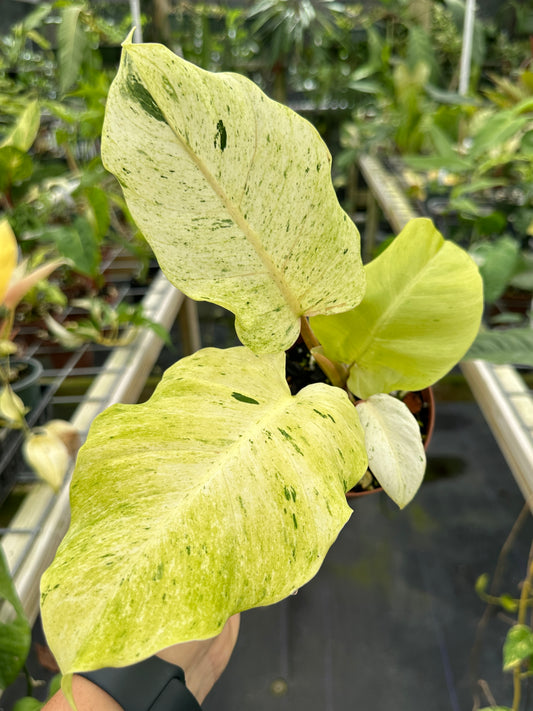 Philodendron Snowdrift High Color