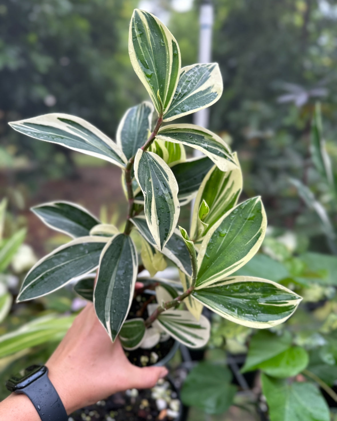 Costus sp. variegated