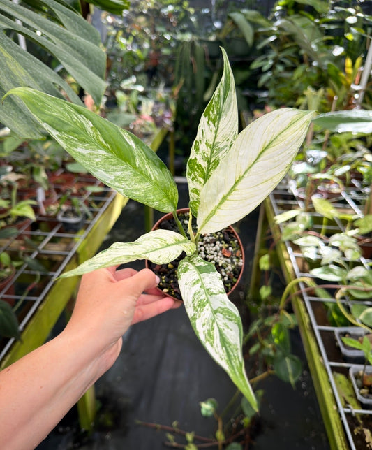 Spathiphyllum City of Angels