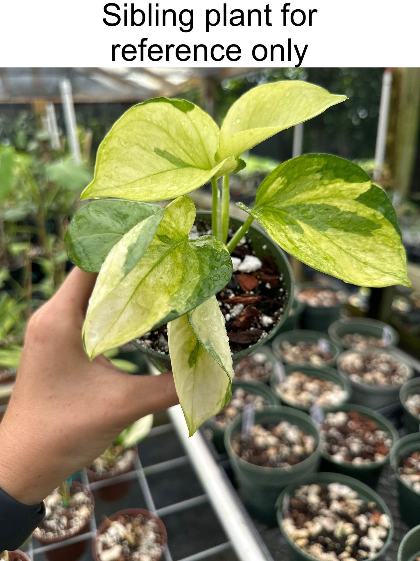 Rare NEW Pothos (Epipremnum aureum) Manjula mint variegated "Olivia"
