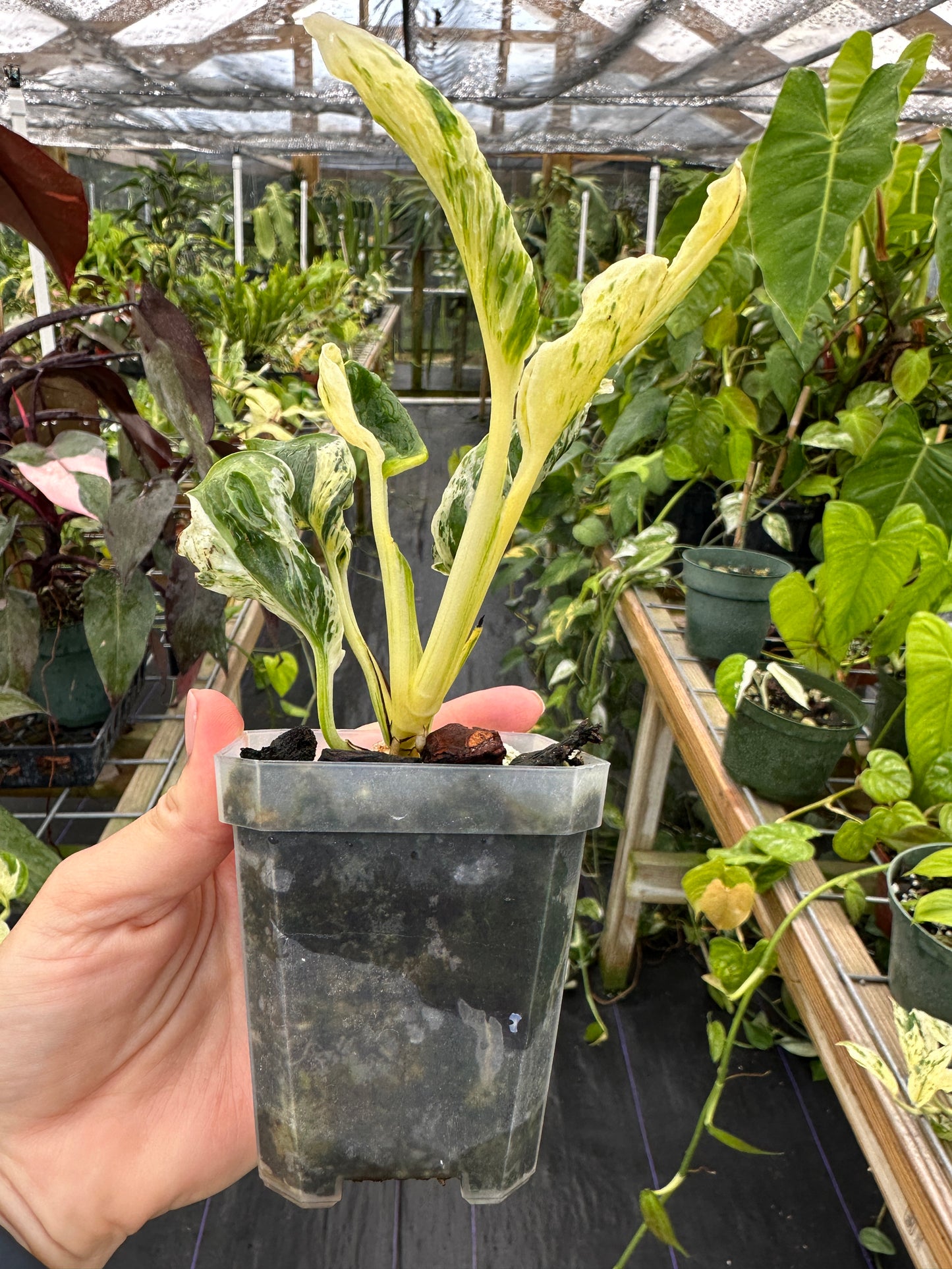 Epipremnum aureum 'Love Song' (Teruno Pothos Series) EXACT PLANT