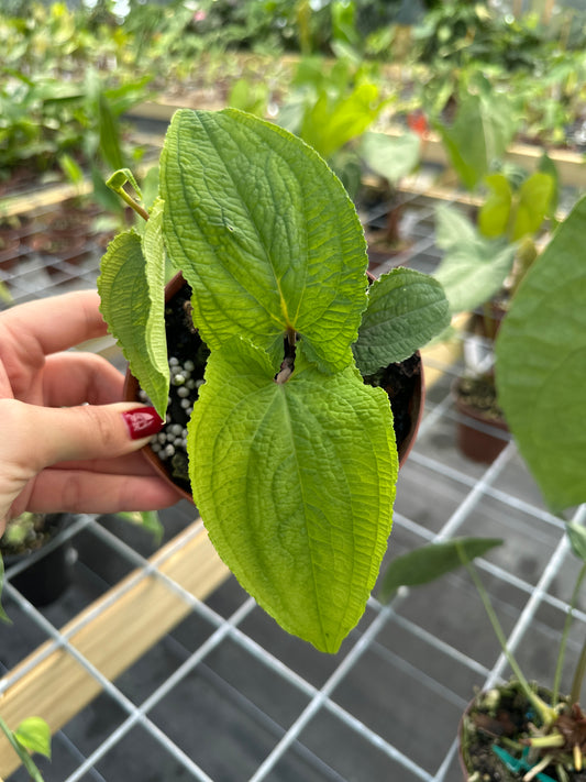 Anthurium clidemioides EXACT PLANT