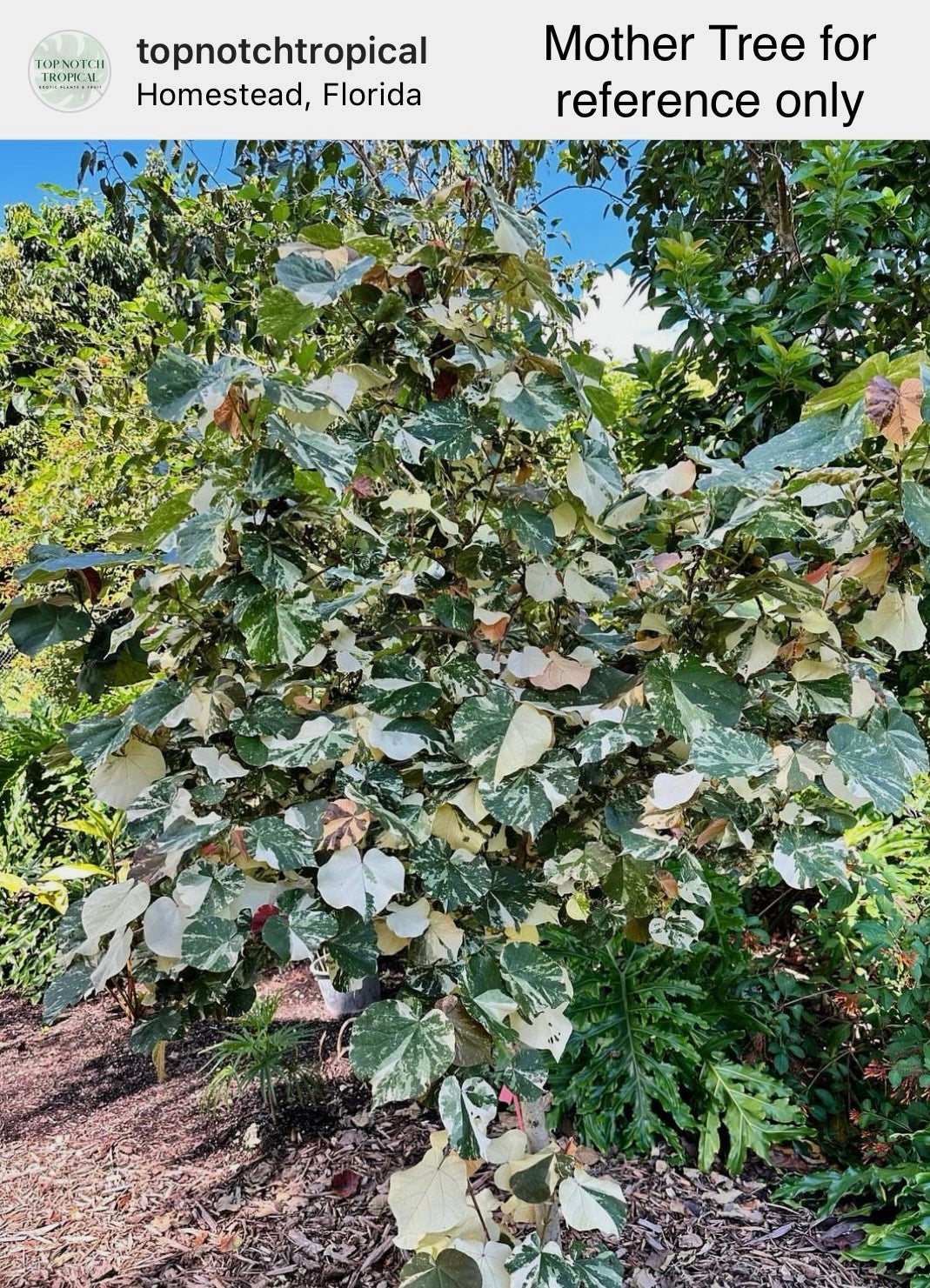 Variegated Mahoe (Talipariti tiliaceum, Variegated Hibiscus)
