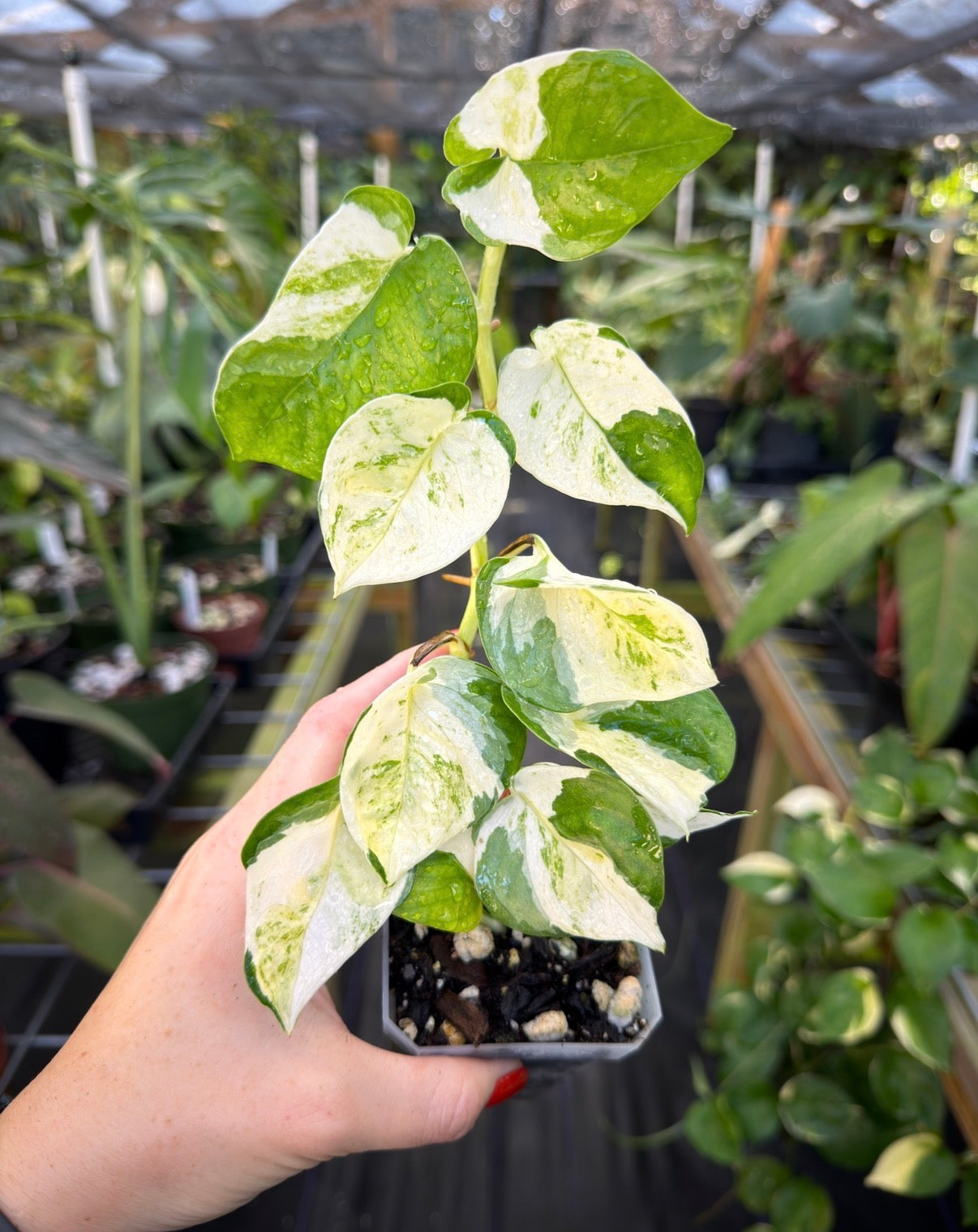 Epipremnum aureum 'Japanese Global' Kunzo Lineage – Top Notch Tropical