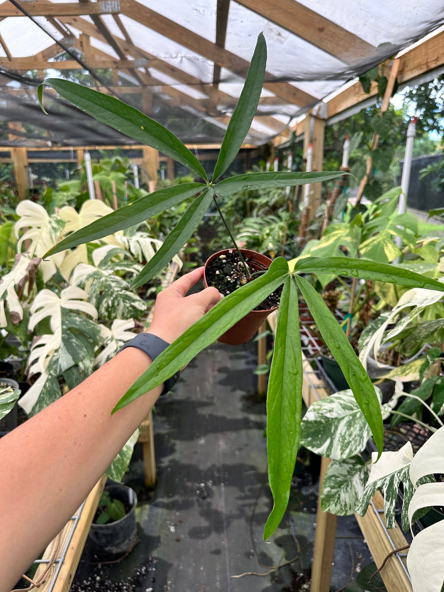 Anthurium Polydactylum