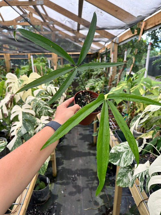 Anthurium Polydactylum