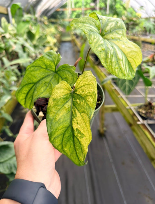Cercestis mirabilis AUREA VARIEGATED, Rare