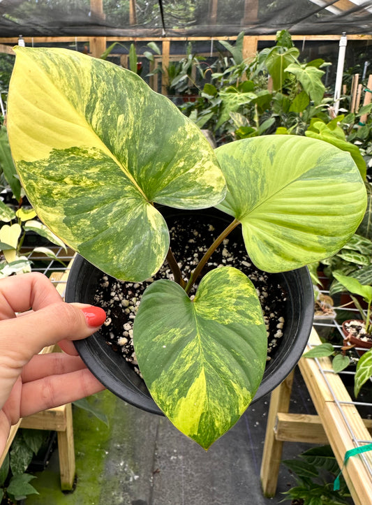 Homalomena Aurea Variegated