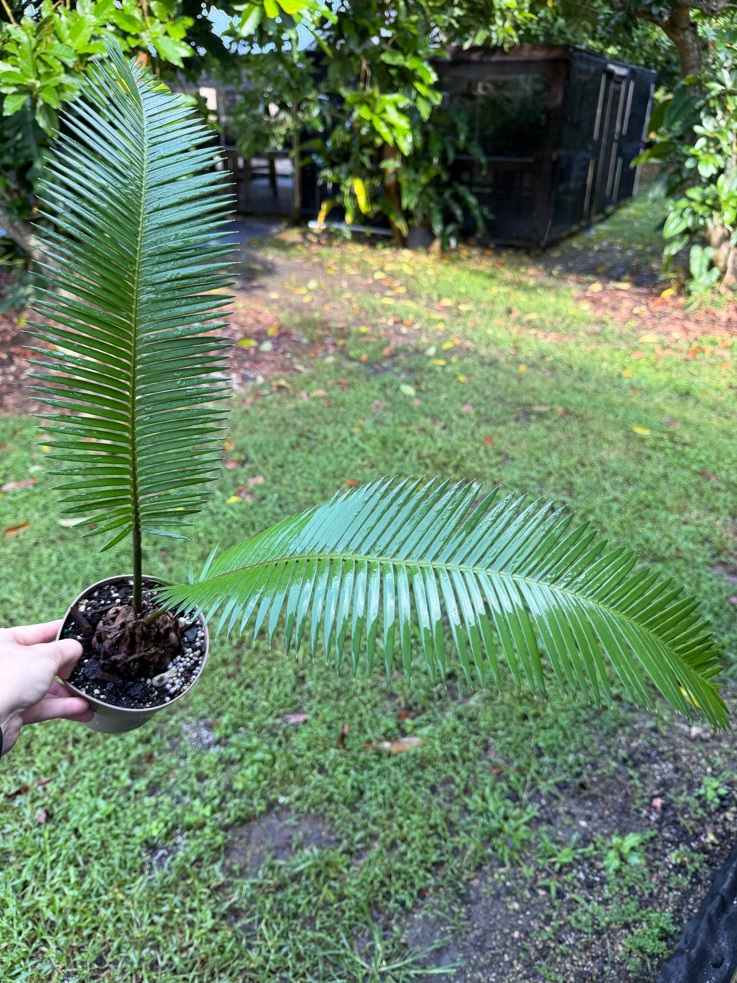 Dioon edule