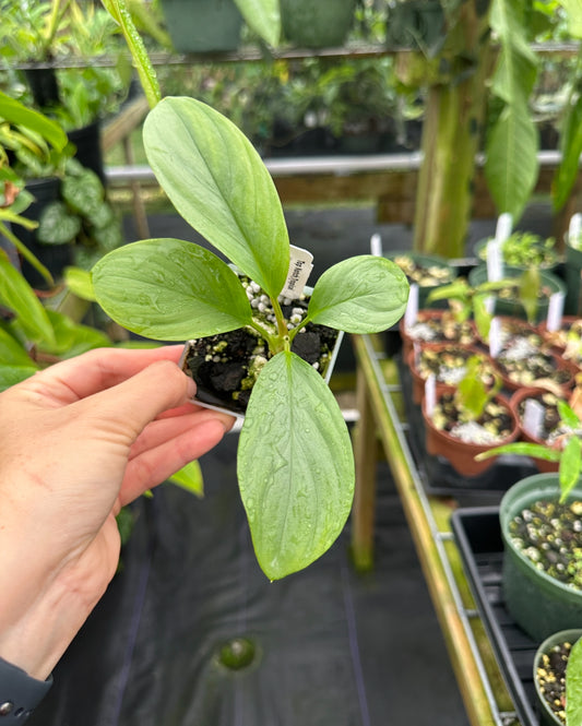 Colobogynium sp. Borneo RARE