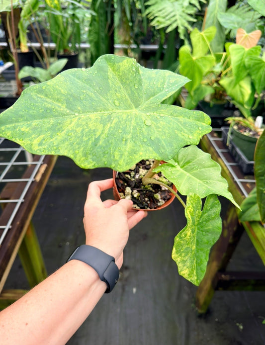 Alocasia portora aurea variegated